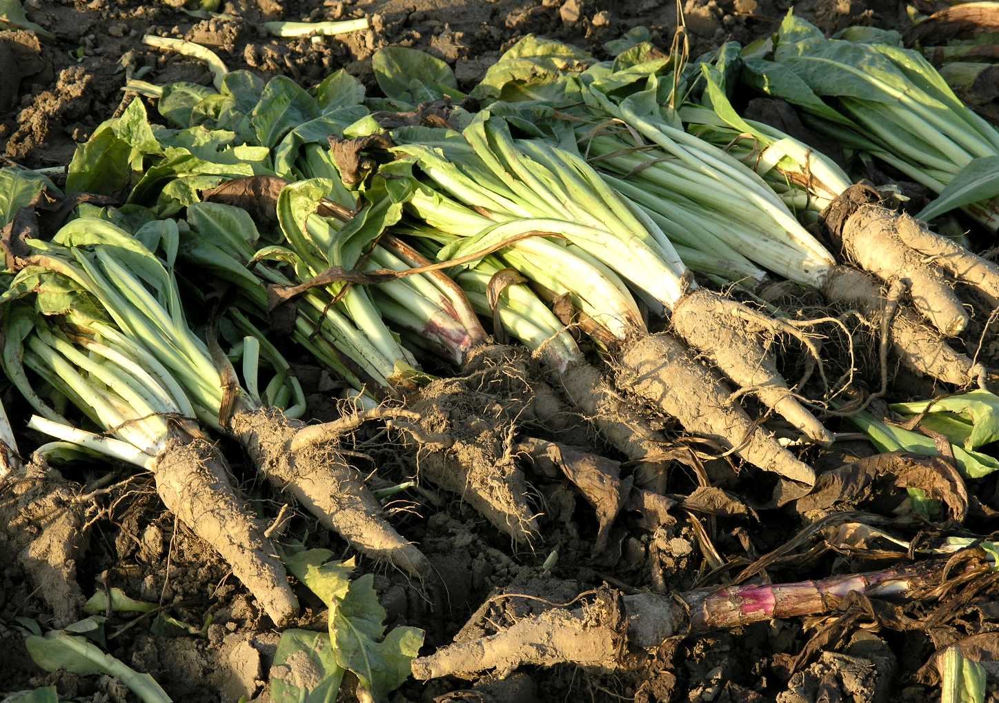 Common chicory